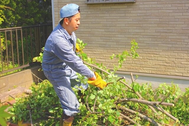 伐採後の処理と再利用・注意点まで解説！